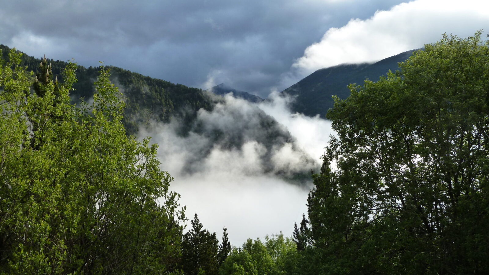 coll de l'obaga, boscos de l'obaga