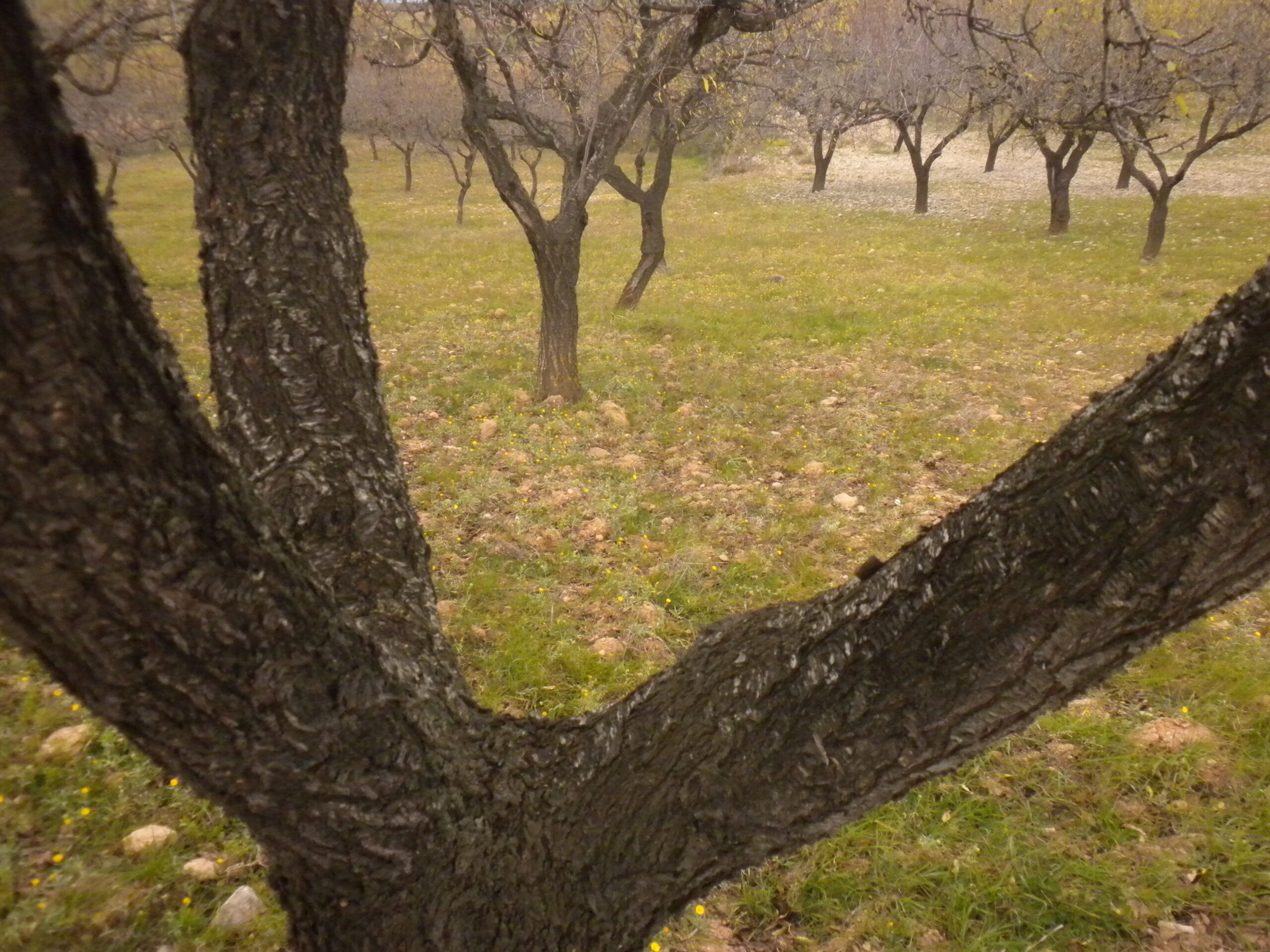 vila-rodona, entorn