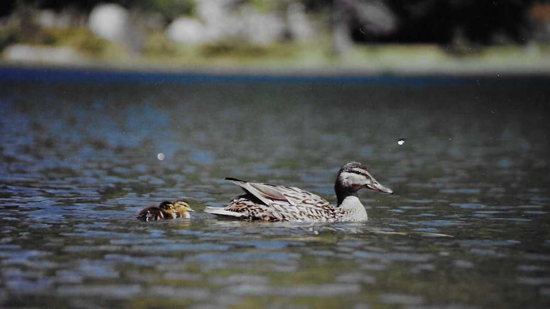 Vall de Sant Nicolau