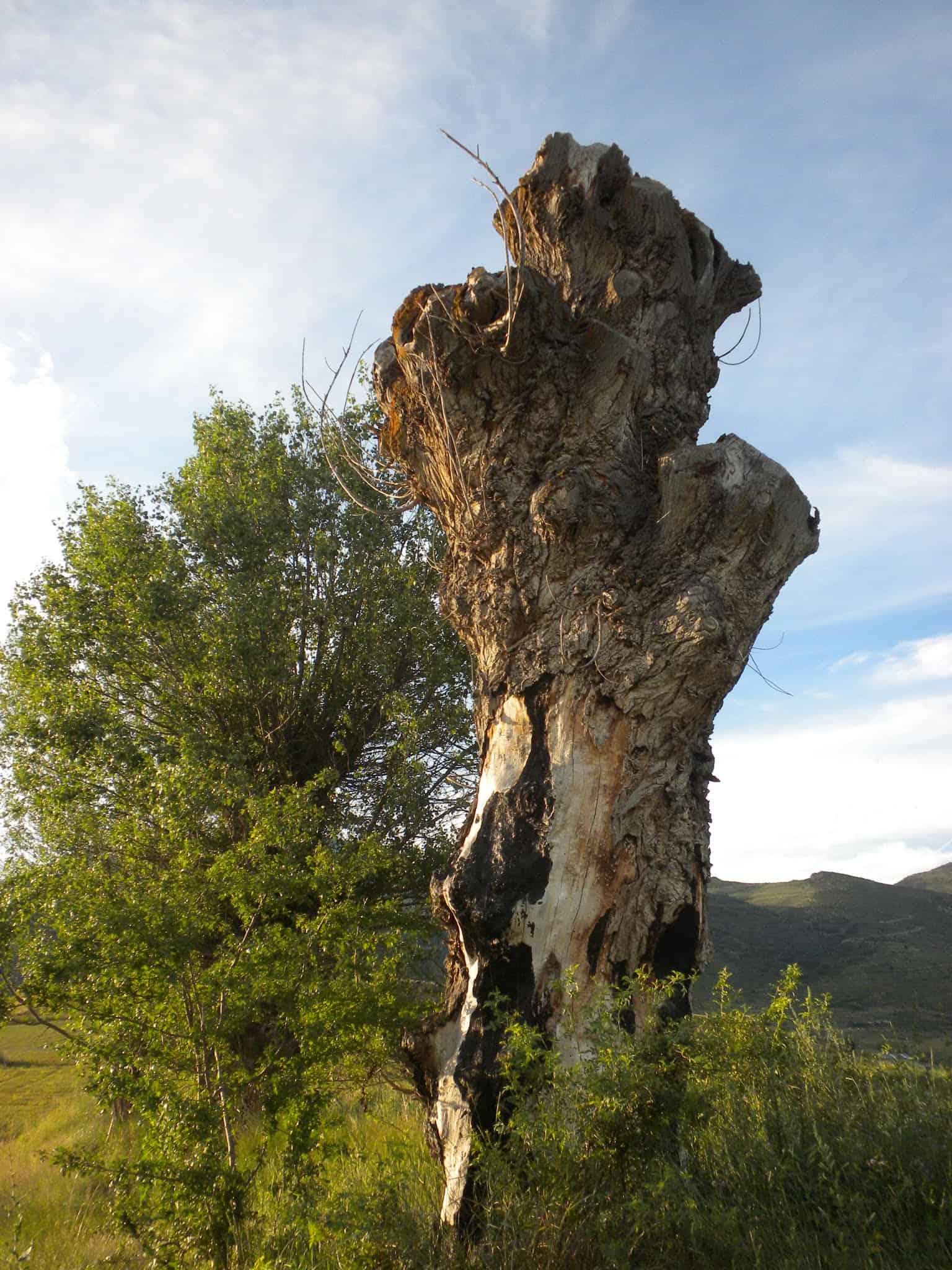 Entre Montellà i Santa Eugènia